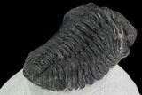 Detailed Austerops Trilobite - Large Eyes #91923-1